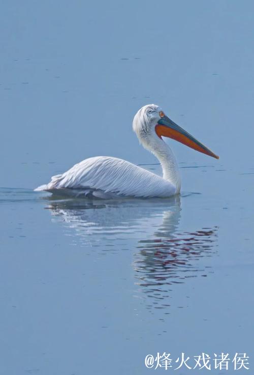 卷羽鹈鹕张大嘴飞行的原因是什么? 卷羽鹈鹕张大嘴飞行的原因是什么?